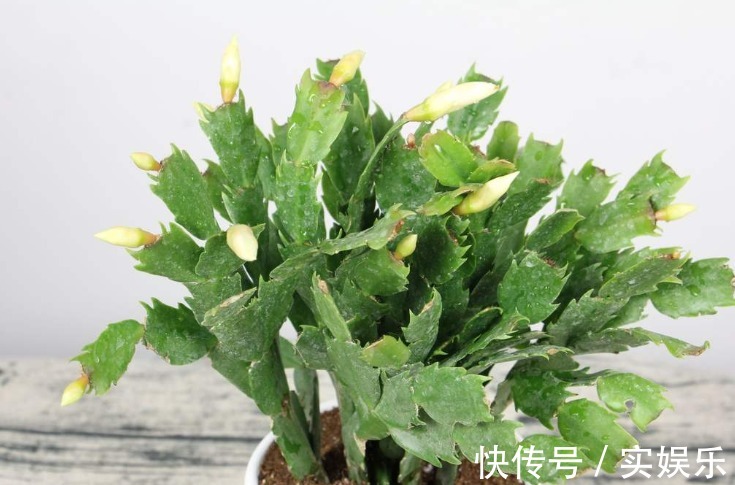 花苞|蟹爪兰长出这种叶子,立马掰掉它,嗖嗖冒花苞!