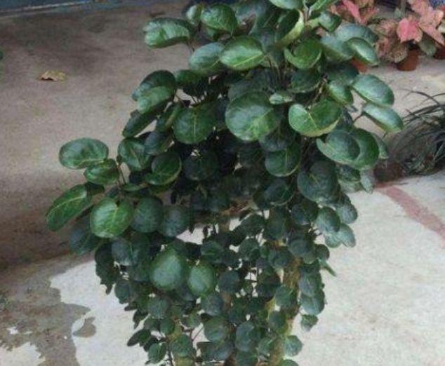 几种花养家里,开花特漂亮,懒人新手都能养好