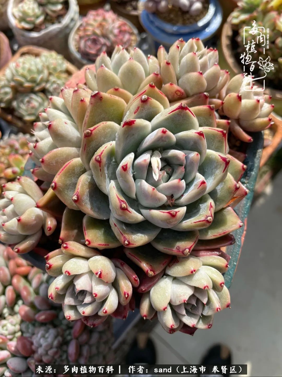 带着200多盆多肉，三个月搬两次家，是一种怎样的体验