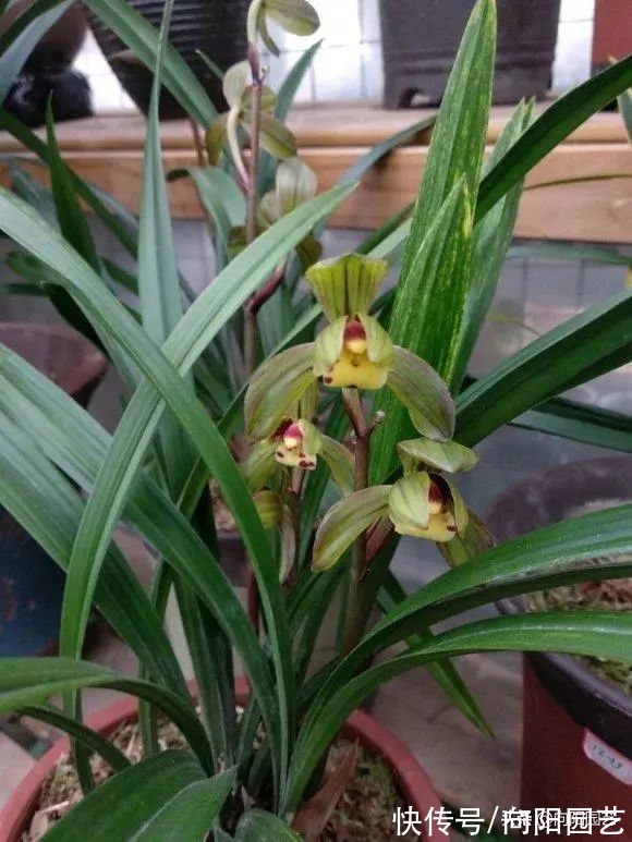 兰花有哪些种类？分“2大类”，“3大生”，共有3000个品种