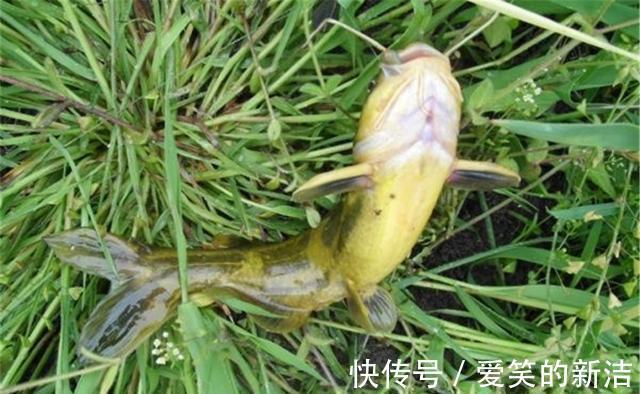 小鱼|野钓昂刺鱼,特效饵料“排行榜”,蚯蚓最常用,但是虾肉适应广