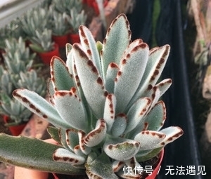 4种多肉植物,再喜欢也别养,号称“徒神”,养起来心累!