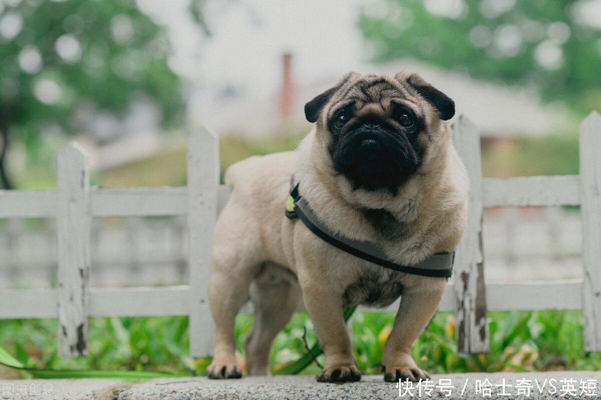 几天的小狗呼吸困难