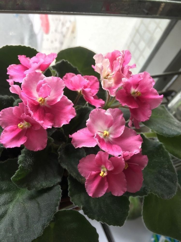 此花漂亮又好养，一片叶子就能活，四季开花不断，盆栽养花选它