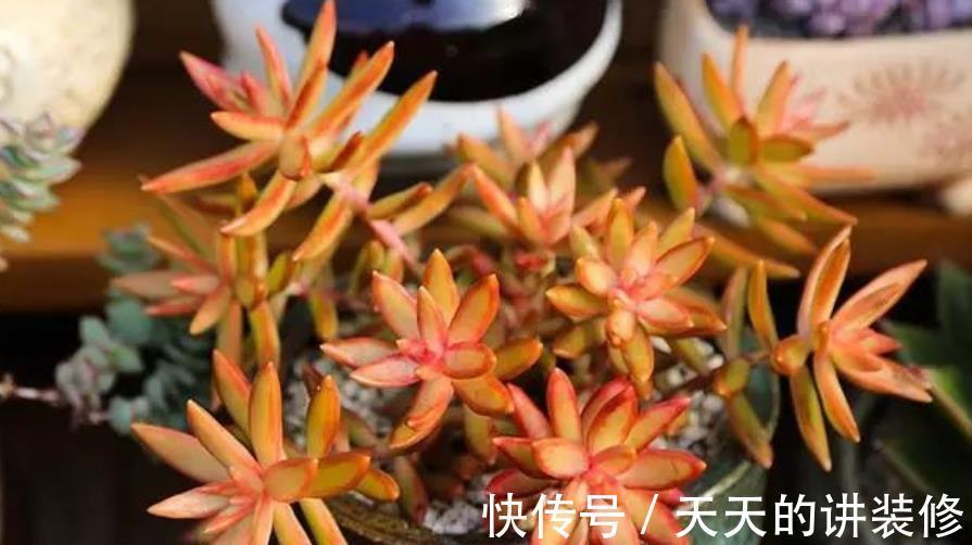 营养土|推荐几款皮实的多肉，不用花钱买营养土，路边的园土就能养出状态