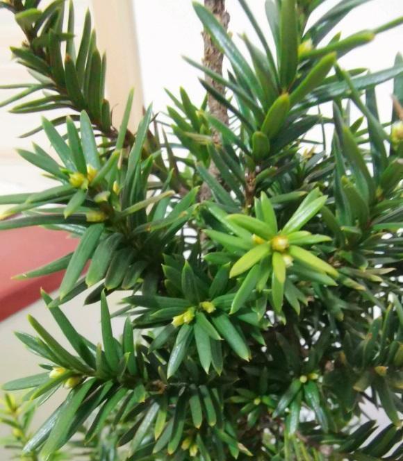 养了6年的红豆杉，结了红果子，家里养上一棵，留作观赏用