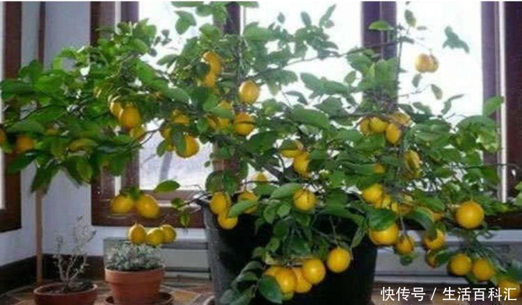 种花|客厅养上4种花,四季常青,寓意好,招财进宝,懒人最爱