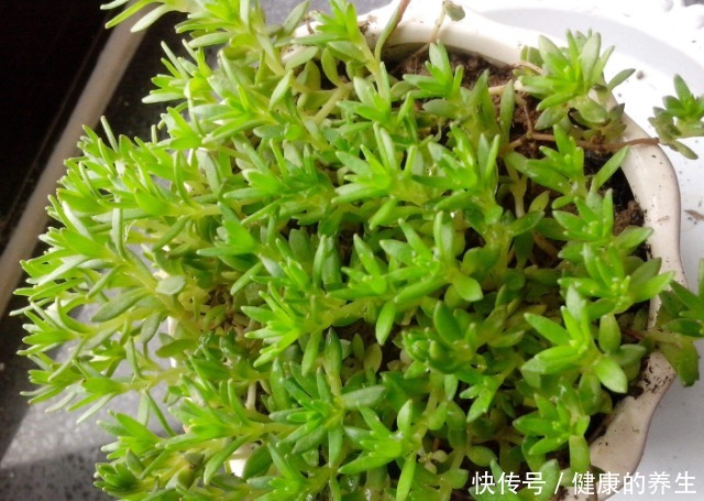 河边一“野草”，栽进花盆中，2个月爆盆，长大就成“心肝宝贝”！