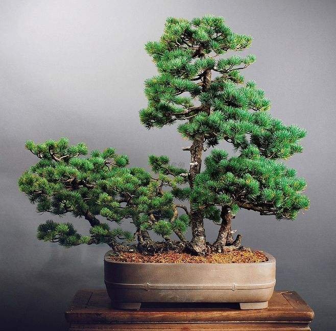 收藏|惊艳的6大盆景造型,中国植物艺术的巅峰,收藏起来