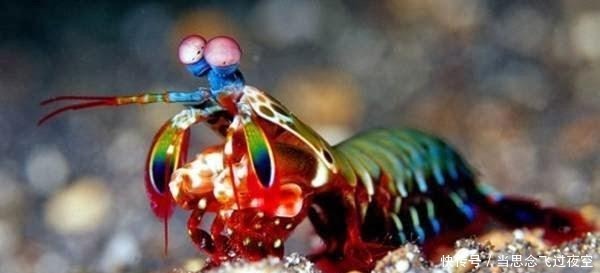 只能用防弹玻璃装载的生物 外表好看 有着其他动物都没有的技能 快资讯 只能用防弹玻璃装载的生物 外表好看 有着其他动物都没有的技能 快资讯