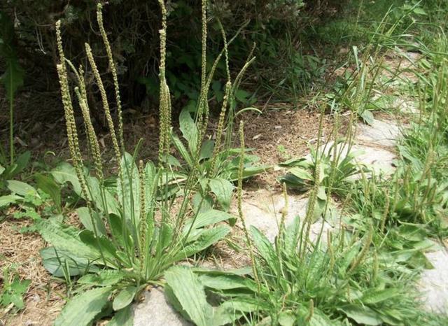 山脚下有1种植物，人称“算盘子”，结出的果子像“南瓜”，奇特