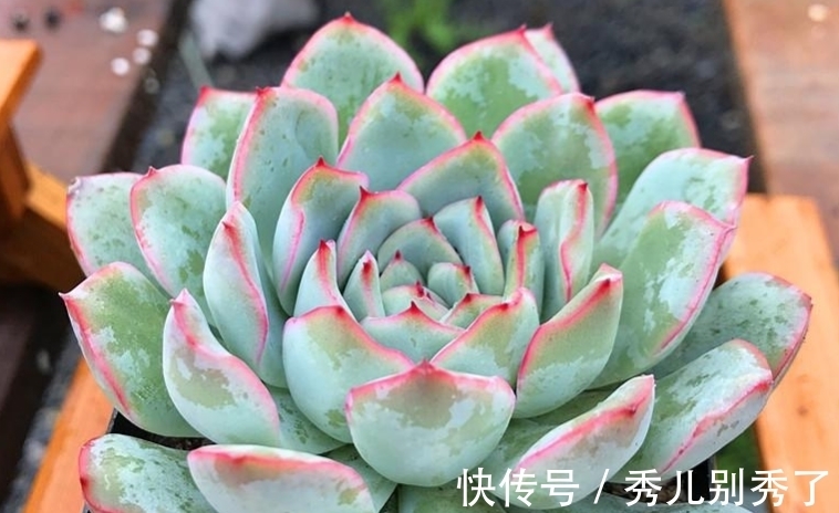 多肉雨燕座一直不爆侧芽?确实如此,但耐心等或砍头它就能变多头