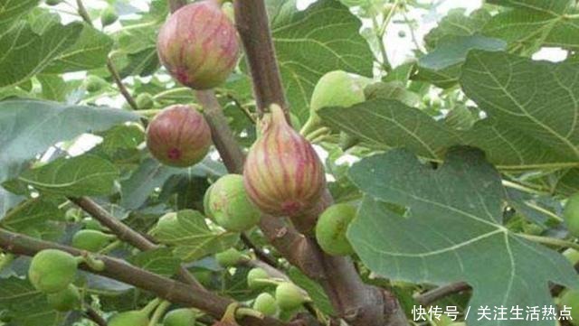 家中院子里,秋天栽3种果树,成活率高,来年早结果!