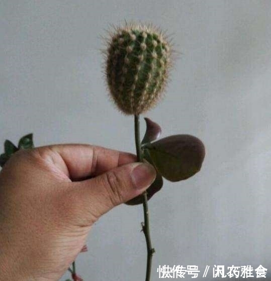 成功将仙人球叶仙嫁接一起,成品非常漂亮,园艺家出千元购买