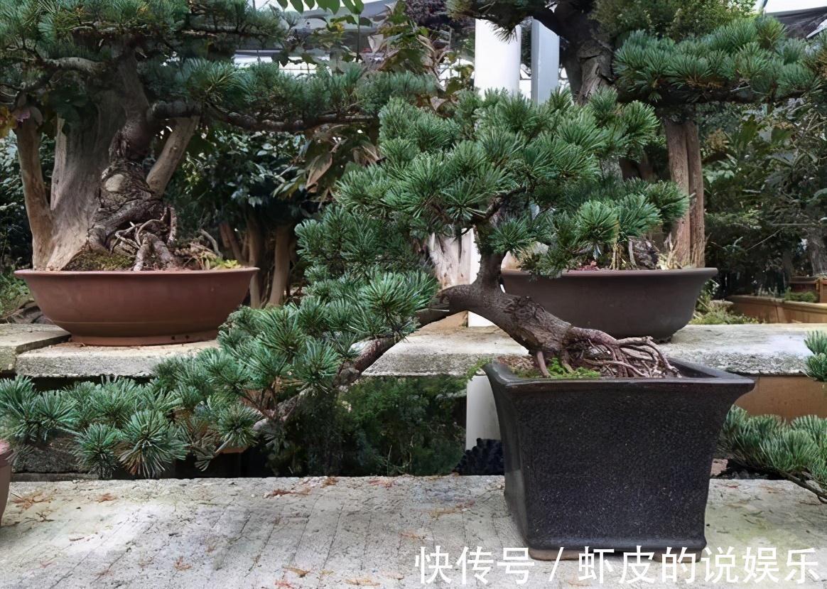 黑松|下乡去老花匠家，遇见如此大气的黑松盆景，可算开眼界了