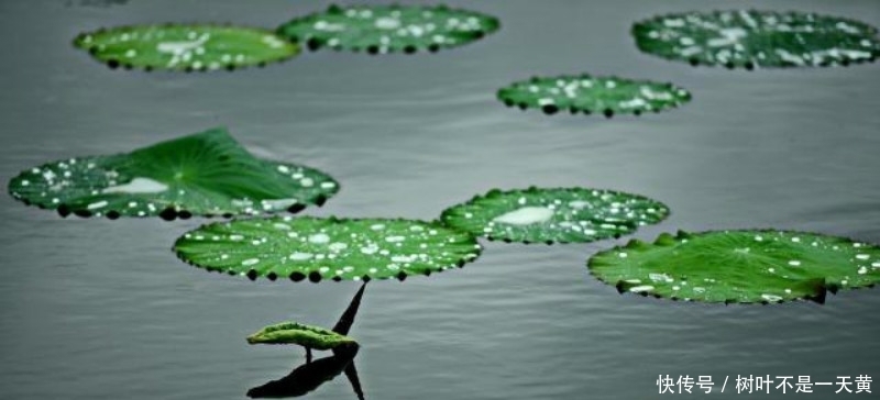 更是|欧阳修描写西湖最好的一首词,写得极为抒情,更是成全了一池荷花