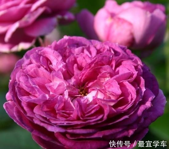 25款庭院月季推荐。助你打造五彩缤纷的庭院,丰花好养还能盆栽