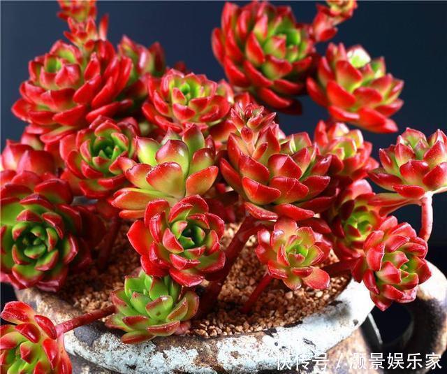 光照|多肉“蒂亚”还在充白菜3个小技巧,浑身红彤彤,颜色最耀眼