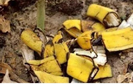 兰花最爱吃“垃圾”,吃完花芽蹭蹭长,不到30天就爆盆!