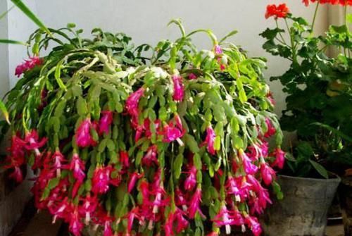  盆栽植物|养花：保证养一盆旺一盆？更换盆栽土添上这个好东西，没问题