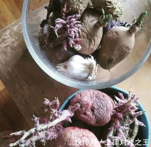 土豆|土豆发芽有多恐怖!26张照片告诉你,它才是这个星球最神奇生物