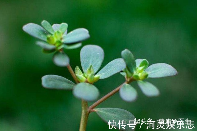 黑发|马齿笕加白酒泡一泡，白发变黑发，白发没了秃发没了，早知早受益