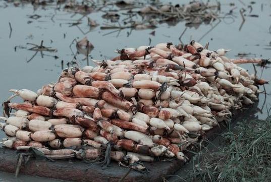 清洗莲藕,万万不可只用清水,教你正确做法,脏东西主动跑出来