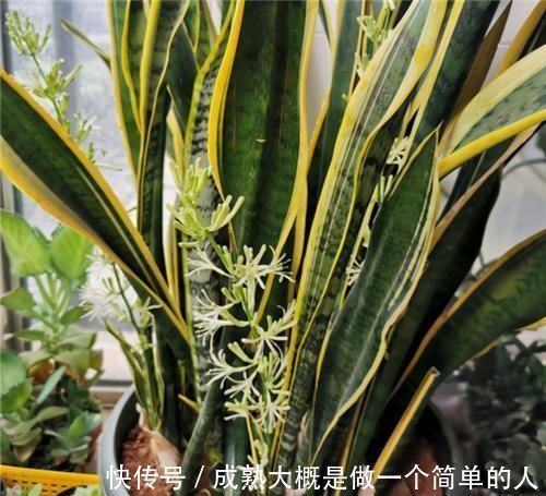 冬天|冬天养虎皮兰,土里埋点“生长素”,一到春天爆新芽