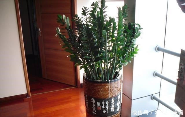 这2种树能招财,花市卖的不便宜,其实自己能扦插,几天就能发芽!