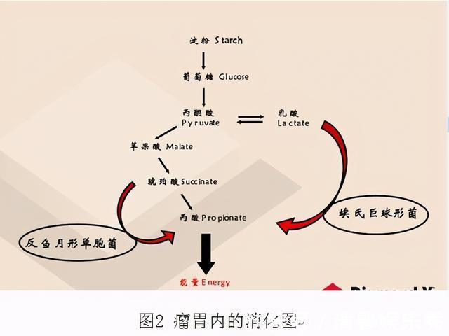 植物|植物营养较低，为什么牛只吃草，却能长一身肌肉？