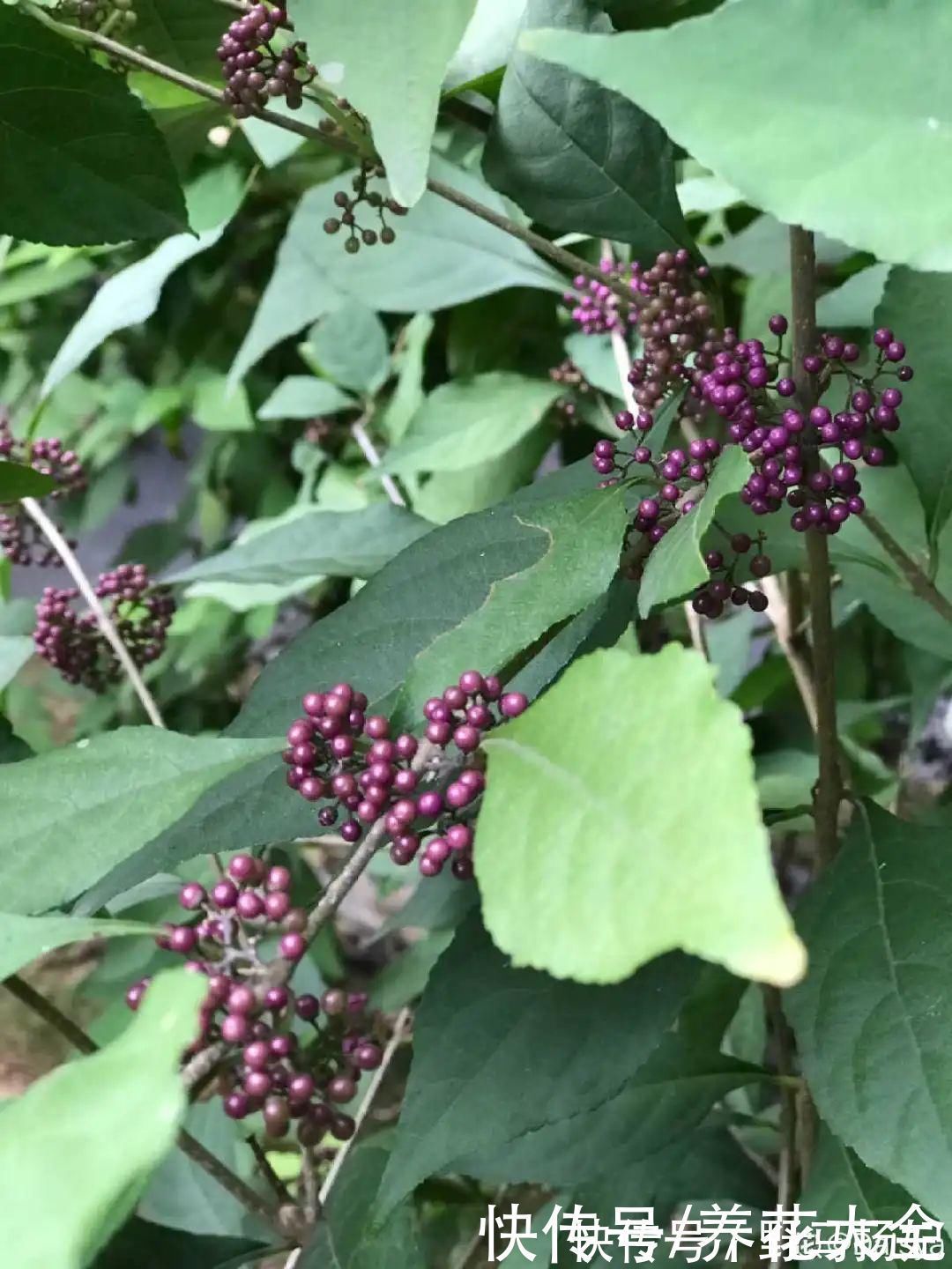 火棘|农村当柴烧的花,原来可以当盆景,给一千块也不卖