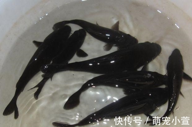 概念|黑色的观赏鱼,和黑鱼不是一个概念,养到最高级别的雷龙鱼很昂贵