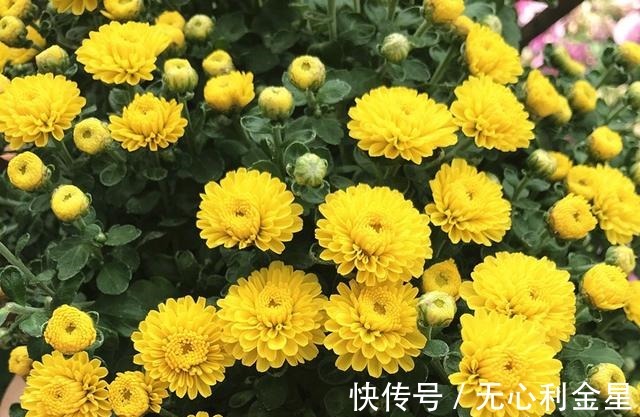 矾根|为了300㎡露台花园，毫不犹豫买了这房子，在城市屋顶过上田园生活！