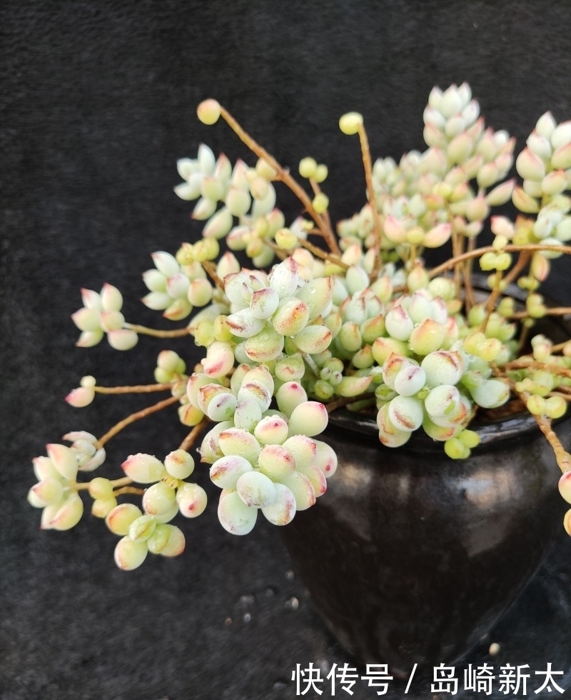 给我一块黑布,多肉走个台步