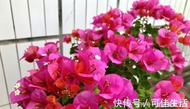 叶片|想让三角梅变“开花机器”,注意这几点,叶片不黄,花开不断!