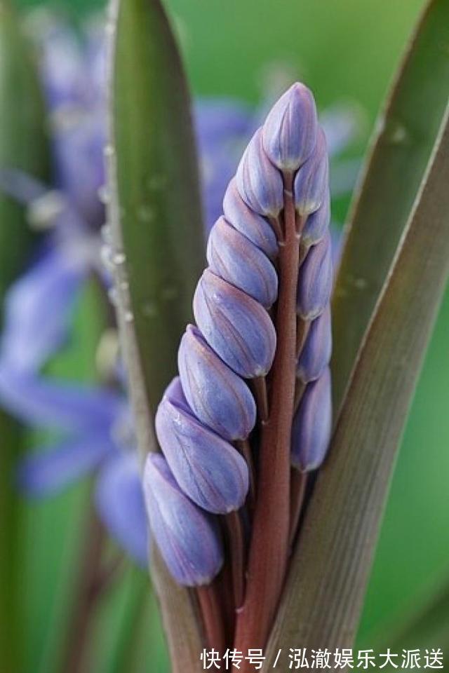 植物|这野草看着像大蒜，其实价值更高，野生的不多见，人称“绵枣”