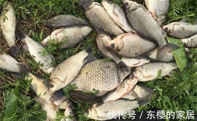 仲秋钓鲫鱼，有时要钓底，有时要钓浮，不考虑鱼层变化是没前途的