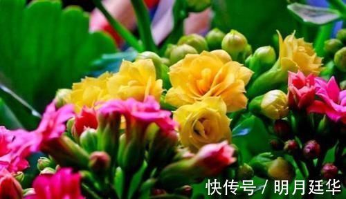 4种花漂亮又便宜,沾土就开花,开花爆盆很漂亮,越养越喜欢