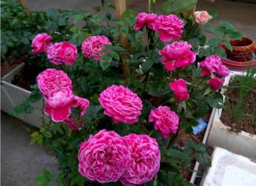 月季花施肥几个小技巧,花大色艳开花勤,简单有效还实用