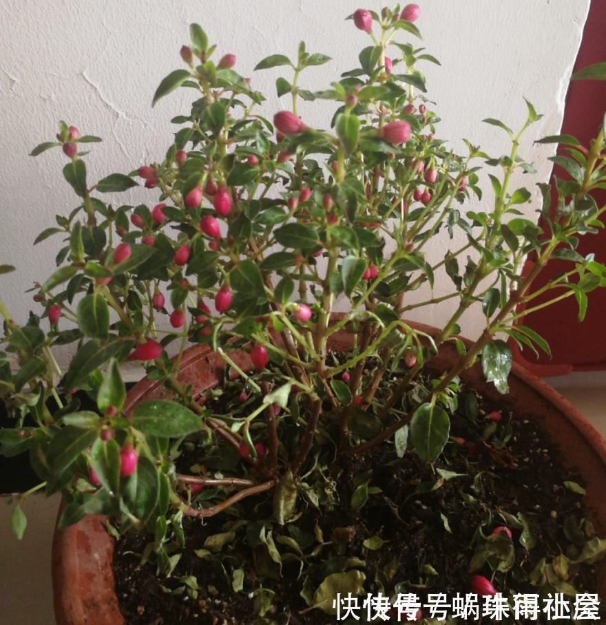 铃兰|30℃以上，10种花就先别养了，买一盆死一盆，别怪我没提醒你