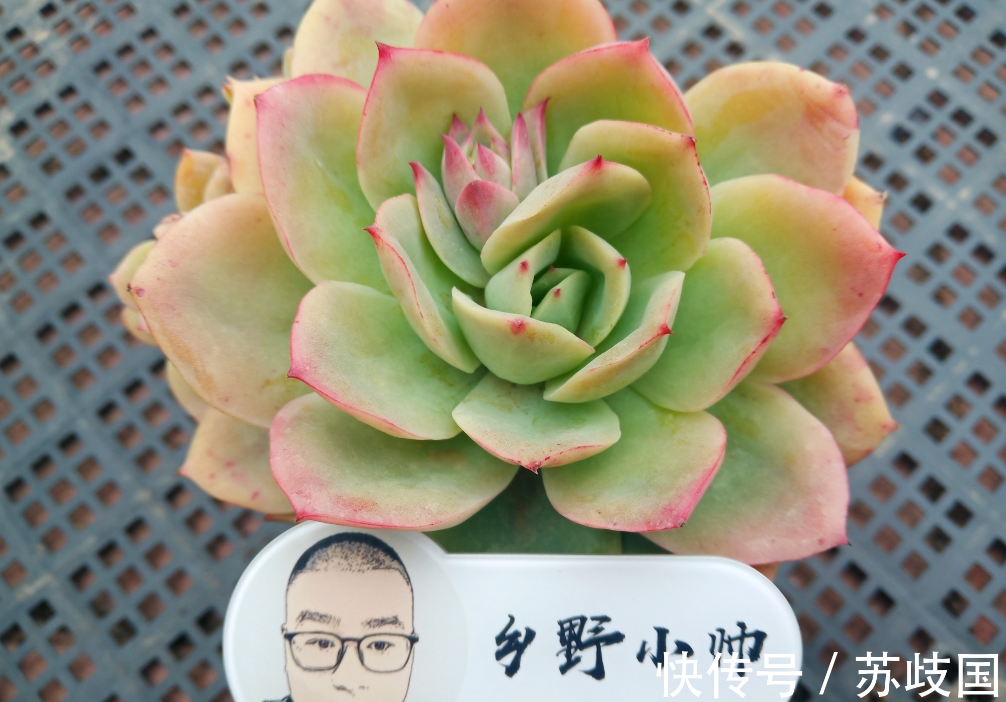 想要多肉长大，注意不要做这几点，肉肉不仅大状态也美