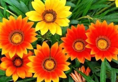 喜欢菊花,就养这几盆“菊中珍品”,花开如美姬绚丽娇娆!