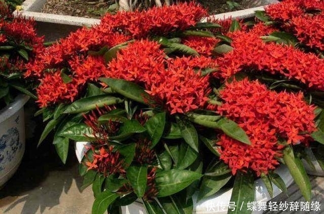 凤仙花|这几种花期超长的花卉,家里种上一盆天天有花赏,最后一种特霸气