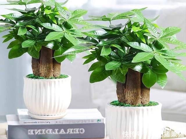 这12种花,花盆不宜贪“大”,用小盆种反而长势喜人!