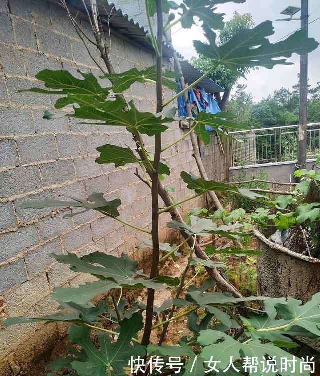 庭院栽种好吃易养的三棵不同品种无花果!
