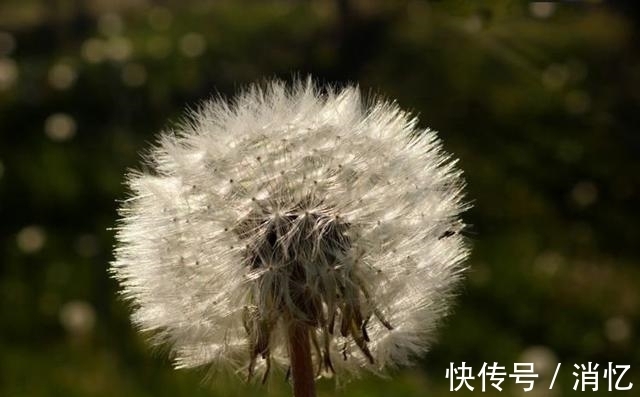 金牛座|近期，喜鹊落枝头，桃花蜂拥而至，魅力无限，捕获真爱的4大星座