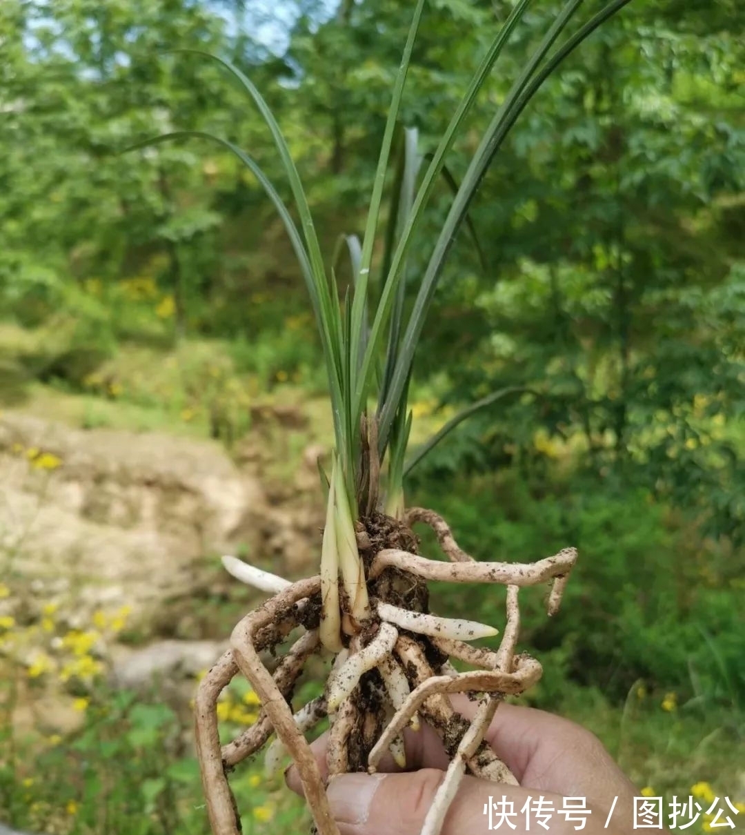 兰花快速生根有诀窍吗？兰友：照这4步操作，30天内就长新根