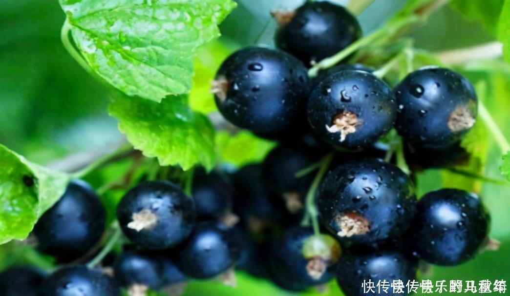 食物|每天晚上堅(jiān)持吃3種食物，排毒養(yǎng)顏、滋補(bǔ)身體，愛(ài)吃就賺了！