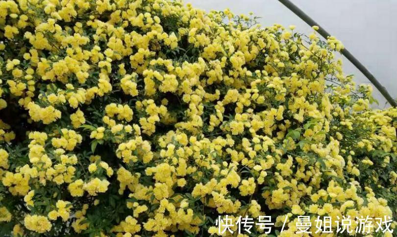 有院子就养木香花吧!繁殖能力超强,开花美又多、香味浓