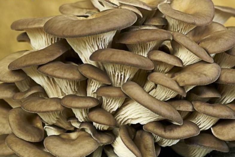 延缓|聪明人都在吃3种蔬菜,营养丰富、延缓衰老,越吃越健康